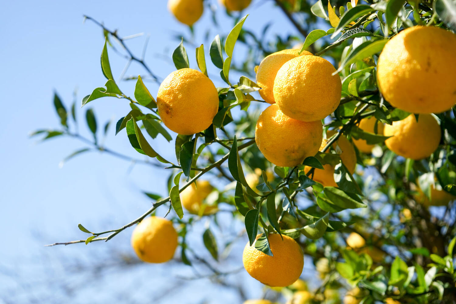 Yuzu limes 500g caisse 6pc